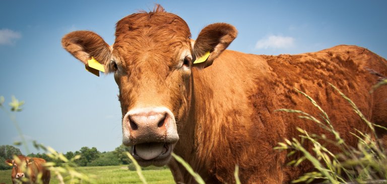 Qizlarning sikilayotgan suratlari